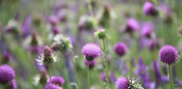 Equinócio de primavera: por que hoje o dia e a noite terão mesma duração?